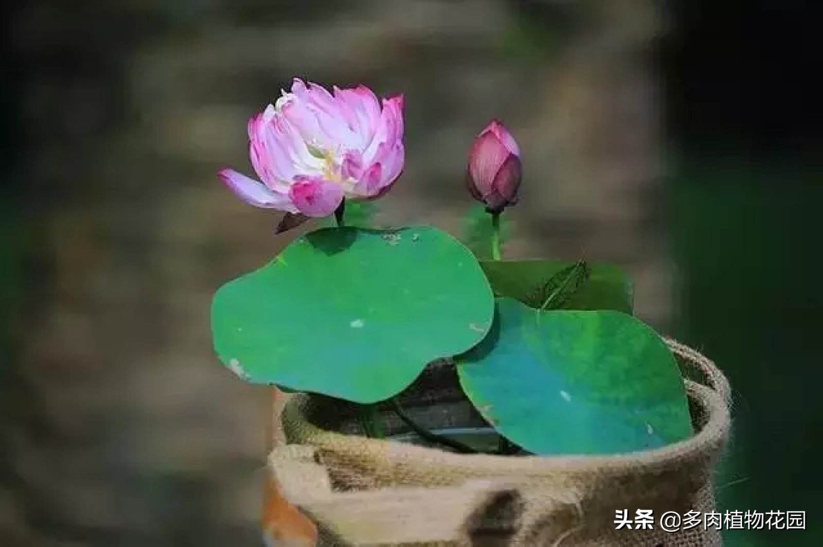 碗莲种下去多久开花,四季播种碗莲水培怎么种能开花