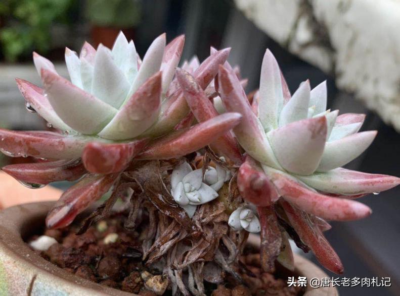 多肉既不发根也不死怎么办,多肉太久没浇水枯萎怎么挽救