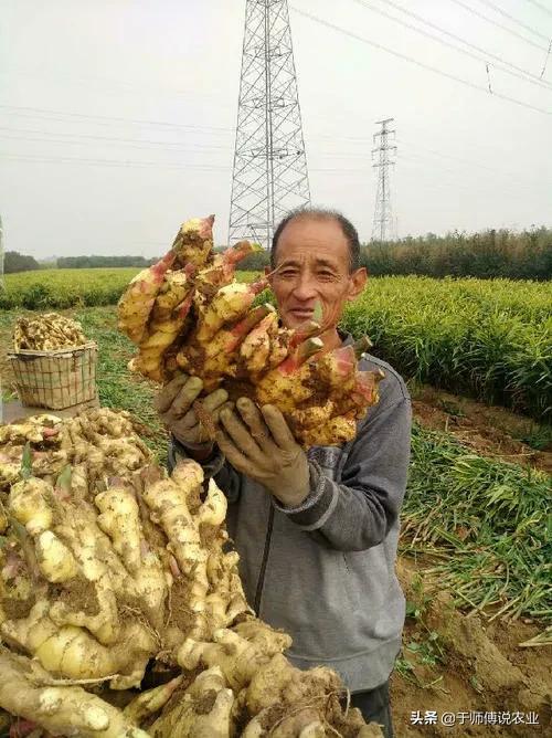 生姜种植方法今年生姜价格,现在姜种价2023年生姜价格预测