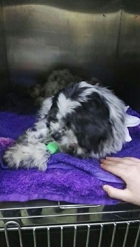 狗狗上腹部里有个肉球,狗狗背上摸到鸽子蛋大小的包块