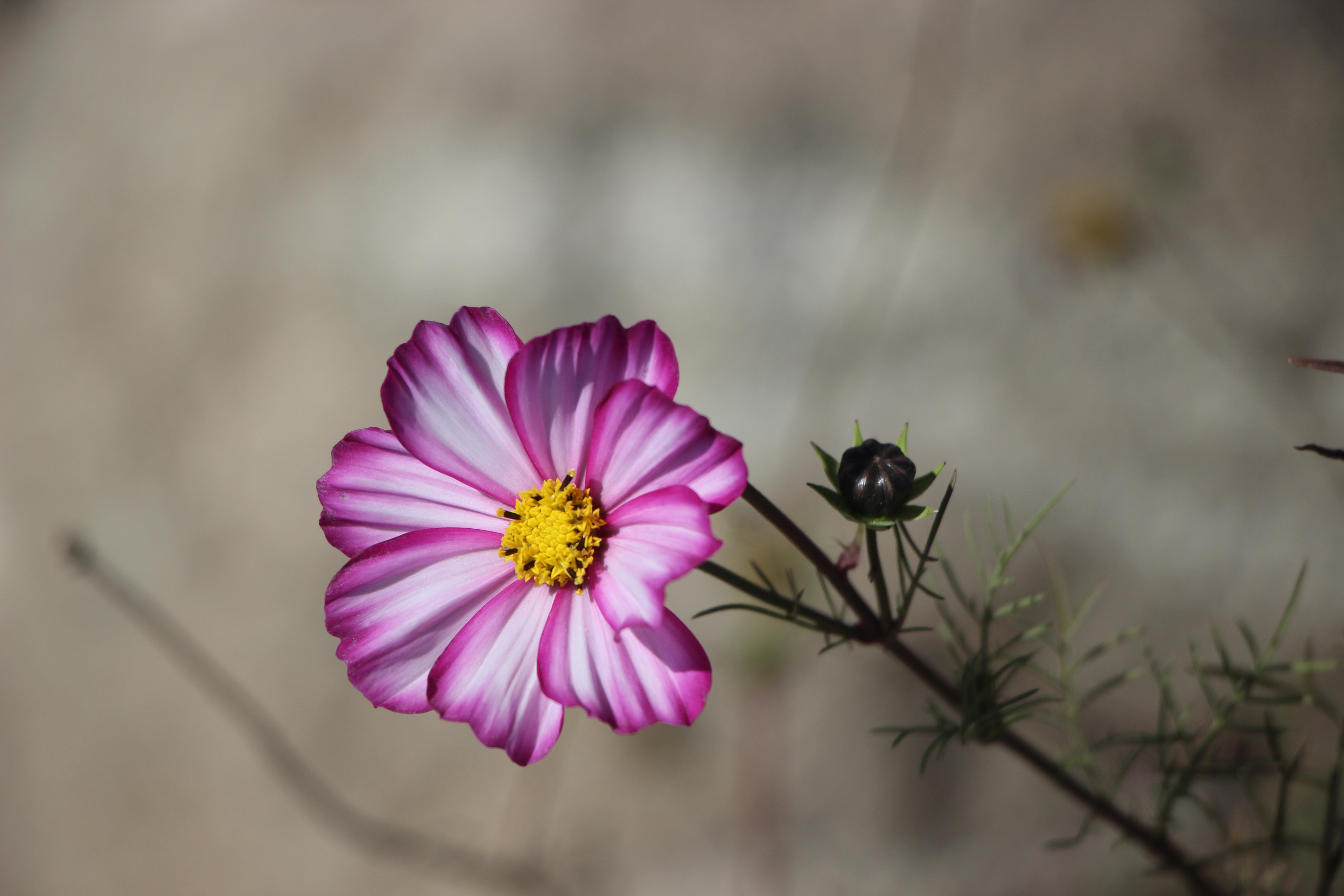 2020考研：上海财经大学考研报录比，“两财一贸”不是闹着玩的