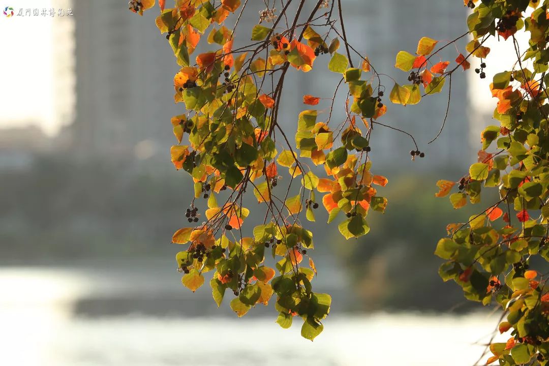速来!园博苑有让*欲人**罢不能的季相变化之美,还有众多萌物陪伴你~