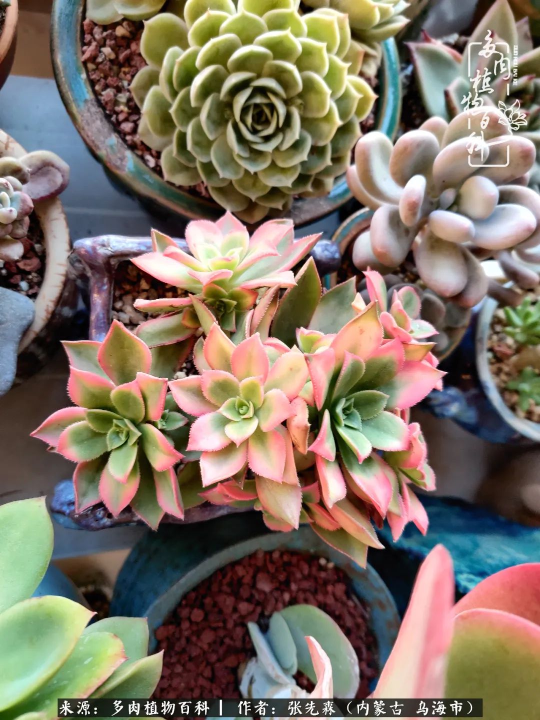 吸取教训，不断探索，英语老师的多肉碎碎念