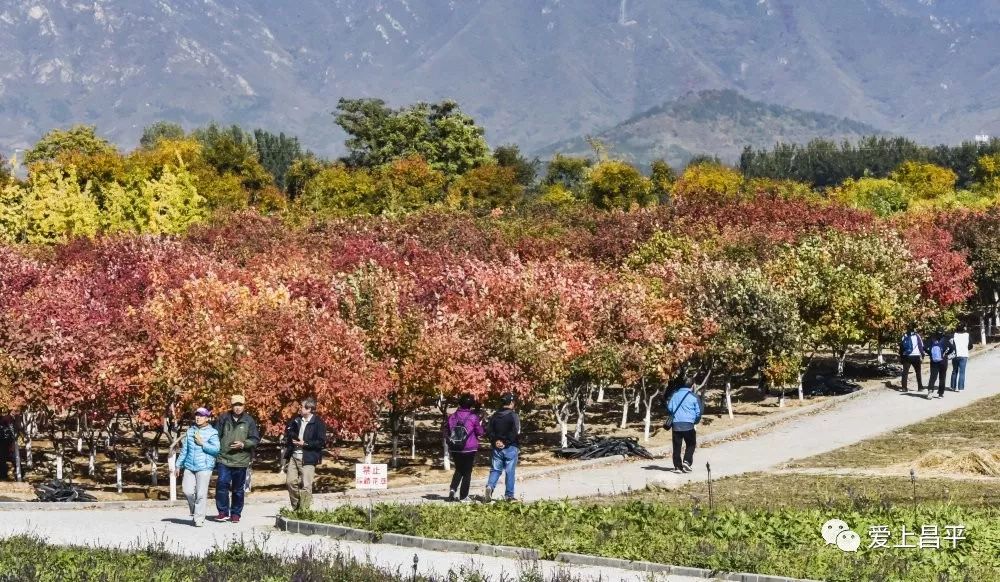昌平区适合一日游玩踏青的地方,4月中旬昌平区最值得去的景点