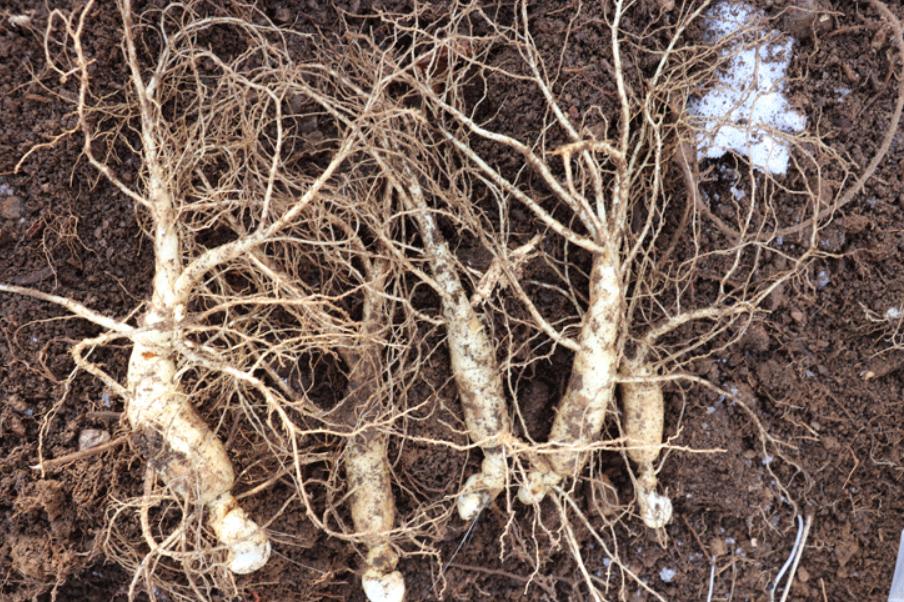 人参盆栽教程,人参如何盆栽