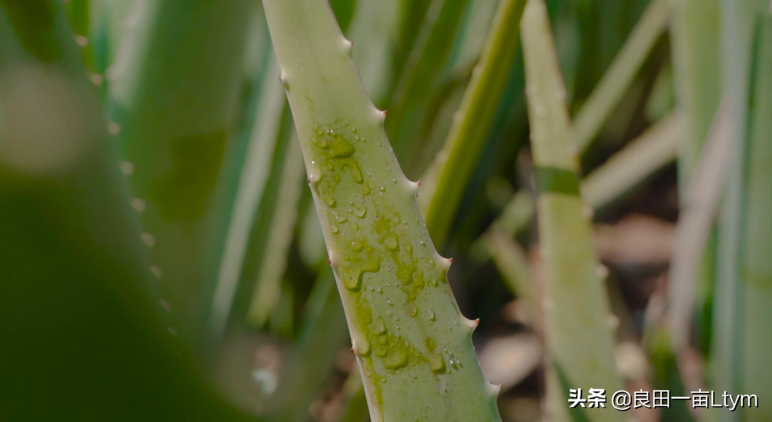 云南天然芦荟护肤品舒缓调理 (云南元江万亩芦荟基地的芦荟水)
