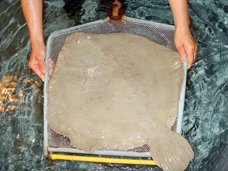 大菱鲆有哪些疾病,大菱鲆的病