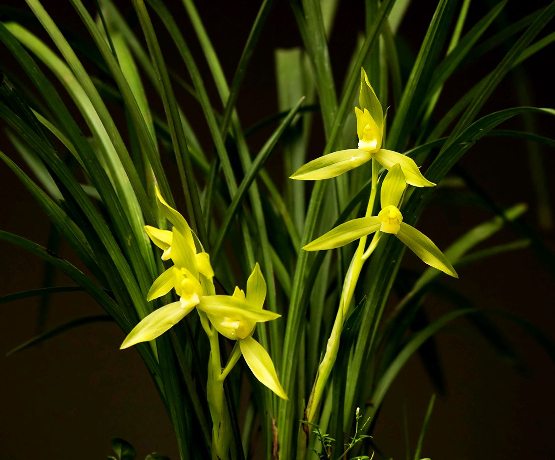 兰花三月份可以露养吗,刚给兰花浇水就下雨怎么办