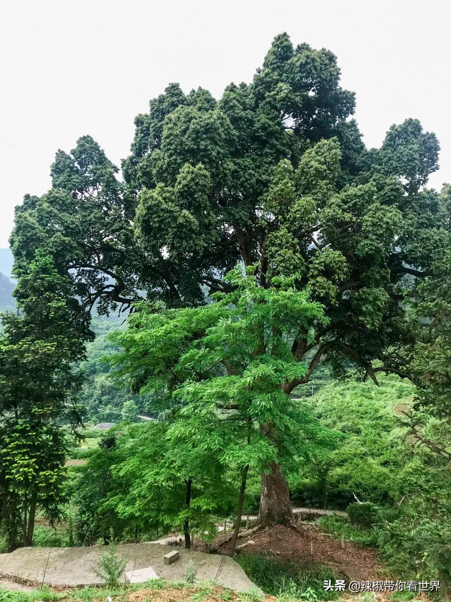 从西到东：贵州——沿河流“黔”行在这里一万种辣椒吃法向你奔来