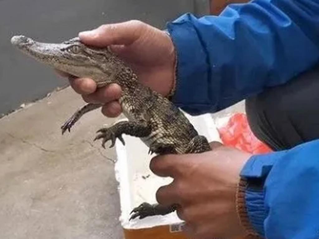 网购小鱼收到鳄鱼，孩子家长打开快递箱吓傻，商家是否涉嫌欺诈？