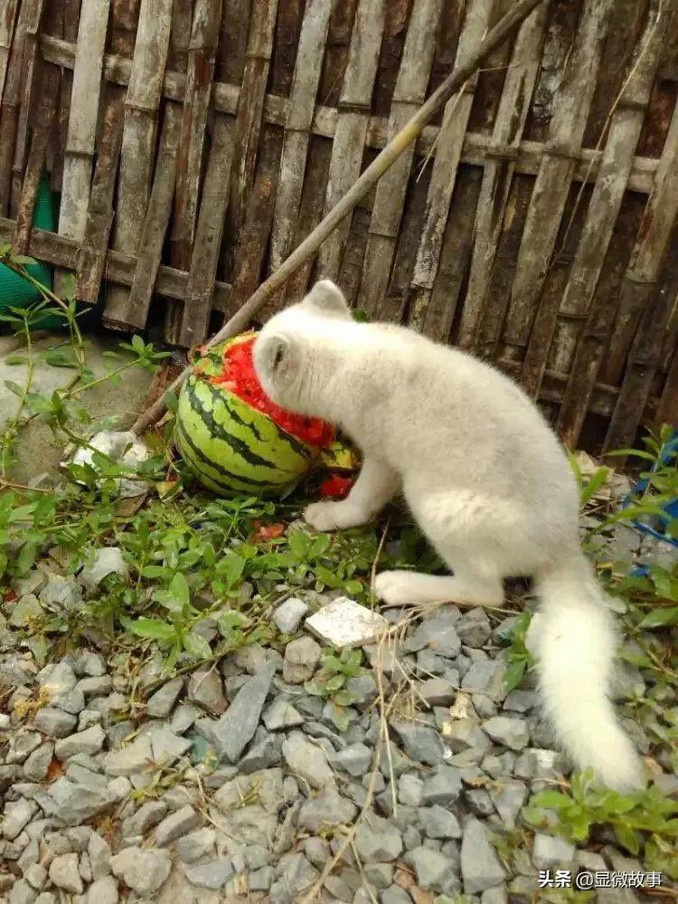 不粘人、难伺候、长得丑，但我就要养它