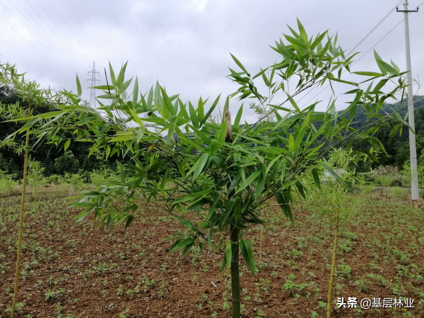 竹子发笋时需不需要浇水加快生长,竹子种植方法有哪些呢