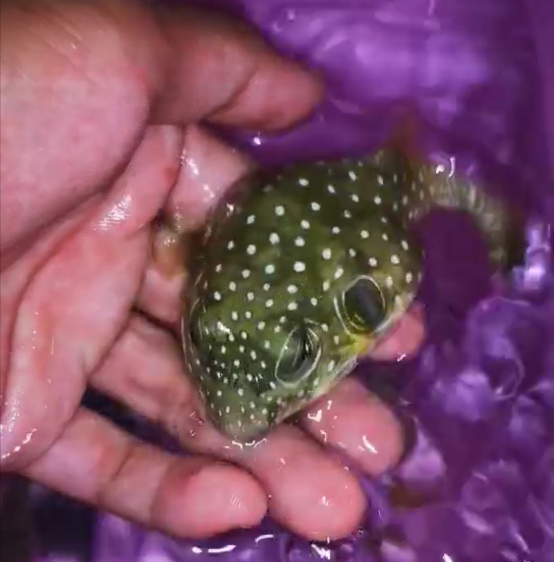 海南小伙赶海石斑鱼,小伙赶海捡到一只小石斑鱼