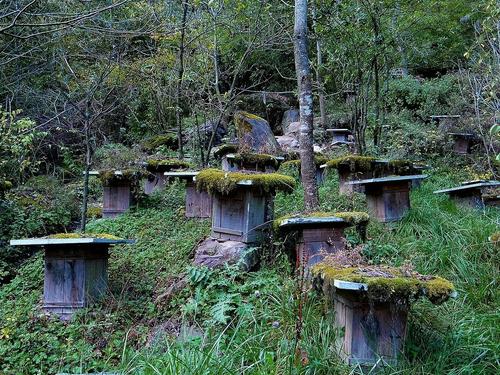 深山农人的引蜂、护蜂绝招