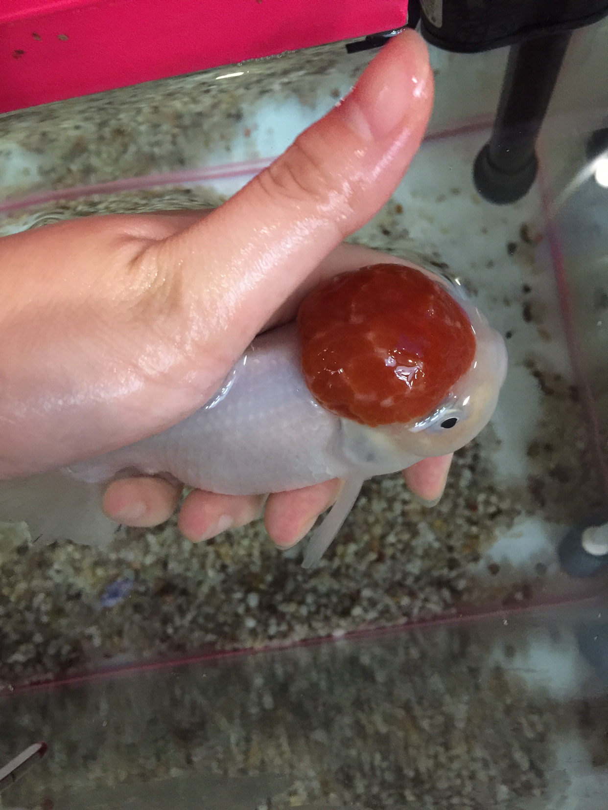 金鱼痘疮病介绍,金鱼得了痘疹怎么治疗