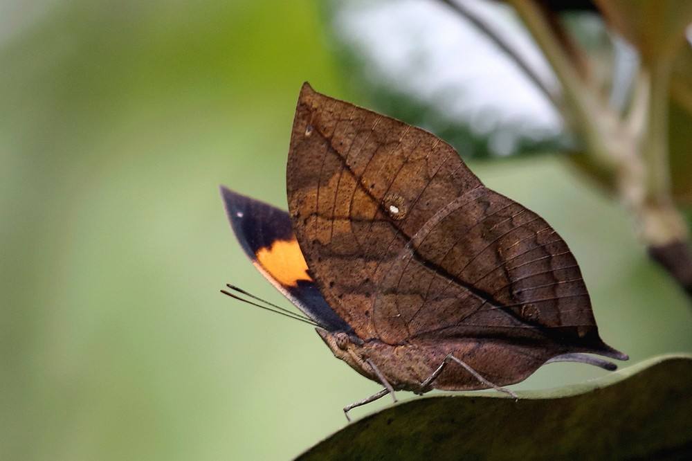易容与山水树木之间，枯叶蝶曾有美丽传说