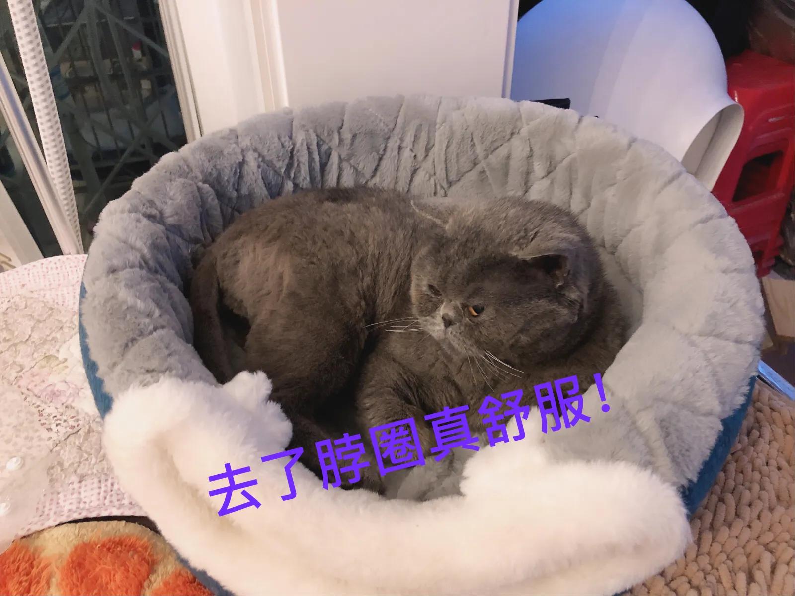 蓝猫加菲和美短能生出什么,蓝猫和长毛加菲猫的混种