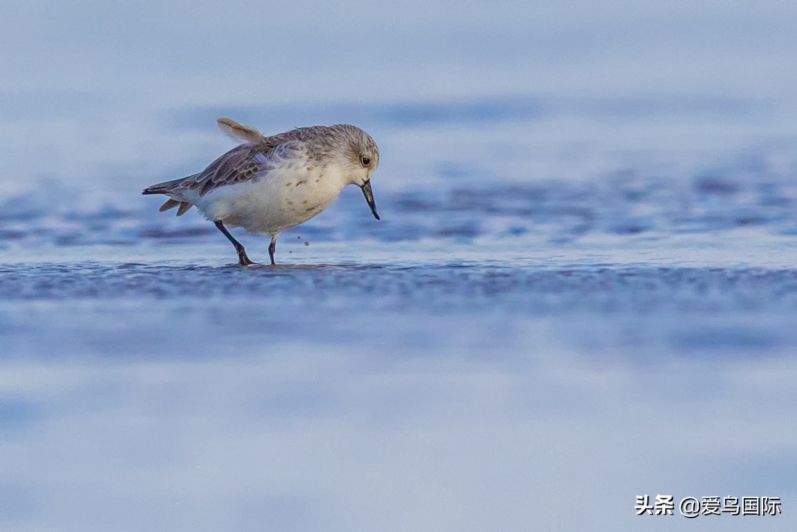 勺嘴鹬自带饭勺的小萌物,自带饭勺的勺嘴鹬