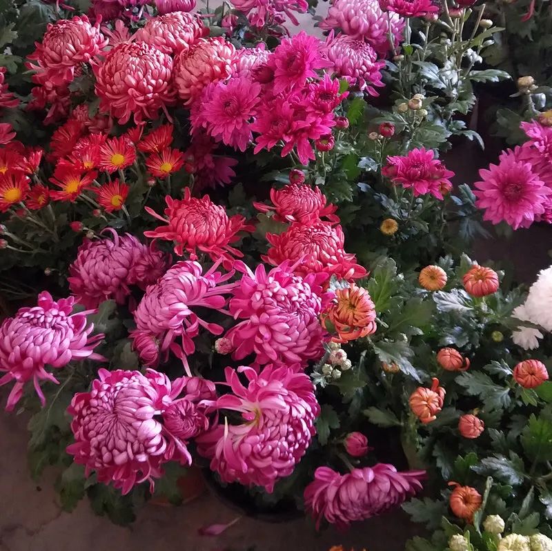 养花人最值得养的十二种花，一种花一种风华，你家养了几种？