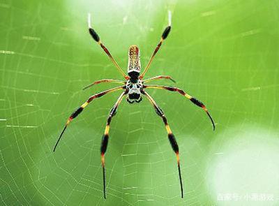 阴阳师络新妇教学视频,阴阳师络新妇技能