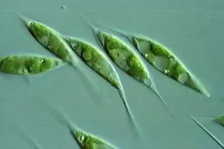 鱼类水产养殖需要哪些藻类,水产养殖显微镜下各种藻类