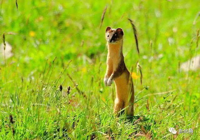 胡黄白柳灰五仙的来历,胡黄灰白柳蟒分别指的是什么