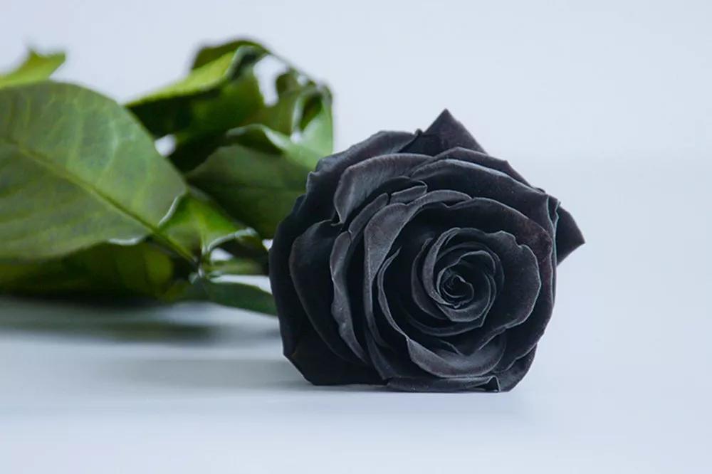 花店必备的5款玫瑰,鲜花图鉴一次性认识30种玫瑰花