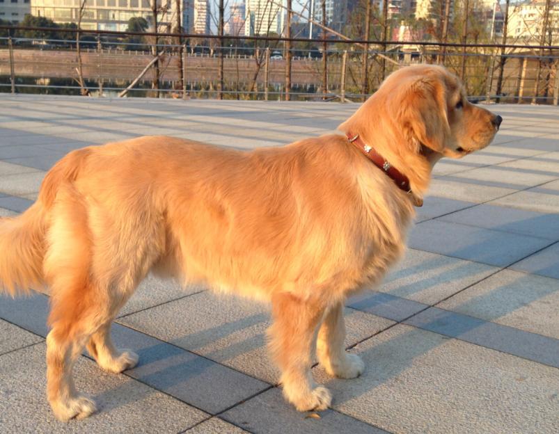 金毛一天需要喂多少合适的狗粮,金毛不喂狗粮喂什么比较好