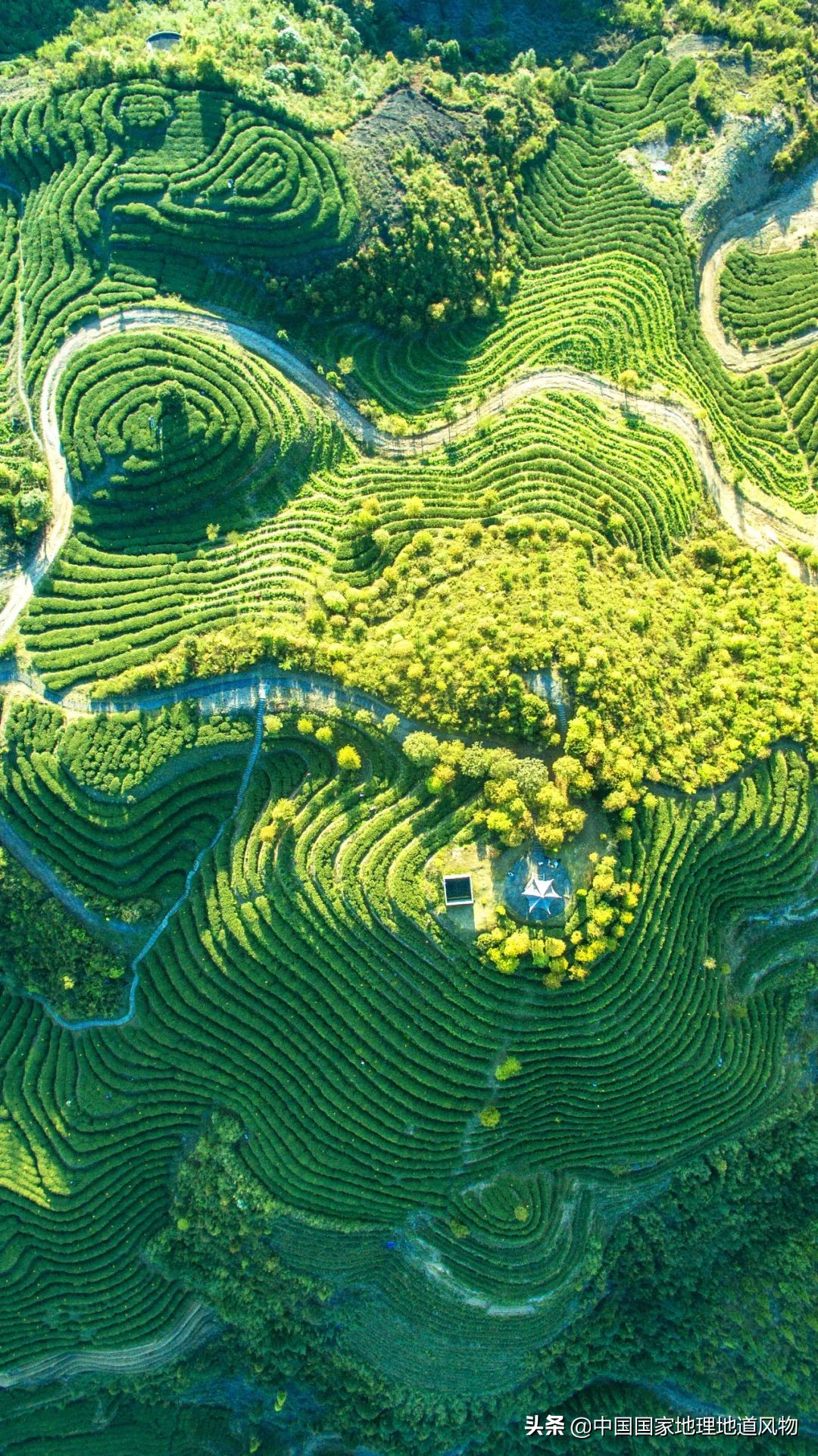 中国茶叶分布图,中国茶区详细分布图