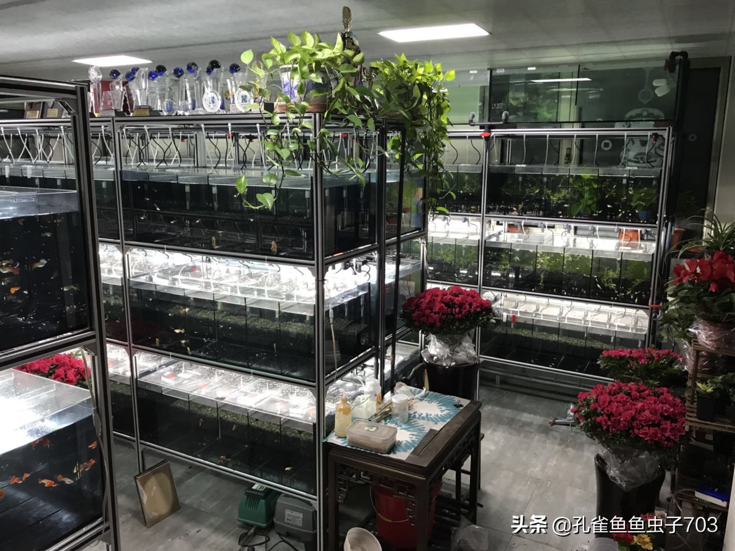 孔雀鱼喂食器制作方法,孔雀鱼怀孕怎么喂食