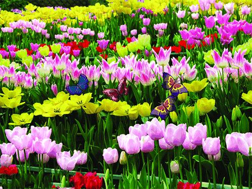 「快乐儿童节」儿童主播何家睦《春天的脚步》