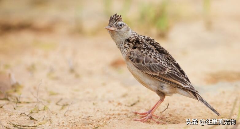 百灵鸟换毛最快的方法,百灵鸟如何换羽