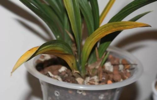 兰花叶子尖发黄是什么原因呢,兰花叶尖发黄是什么原因怎样处理