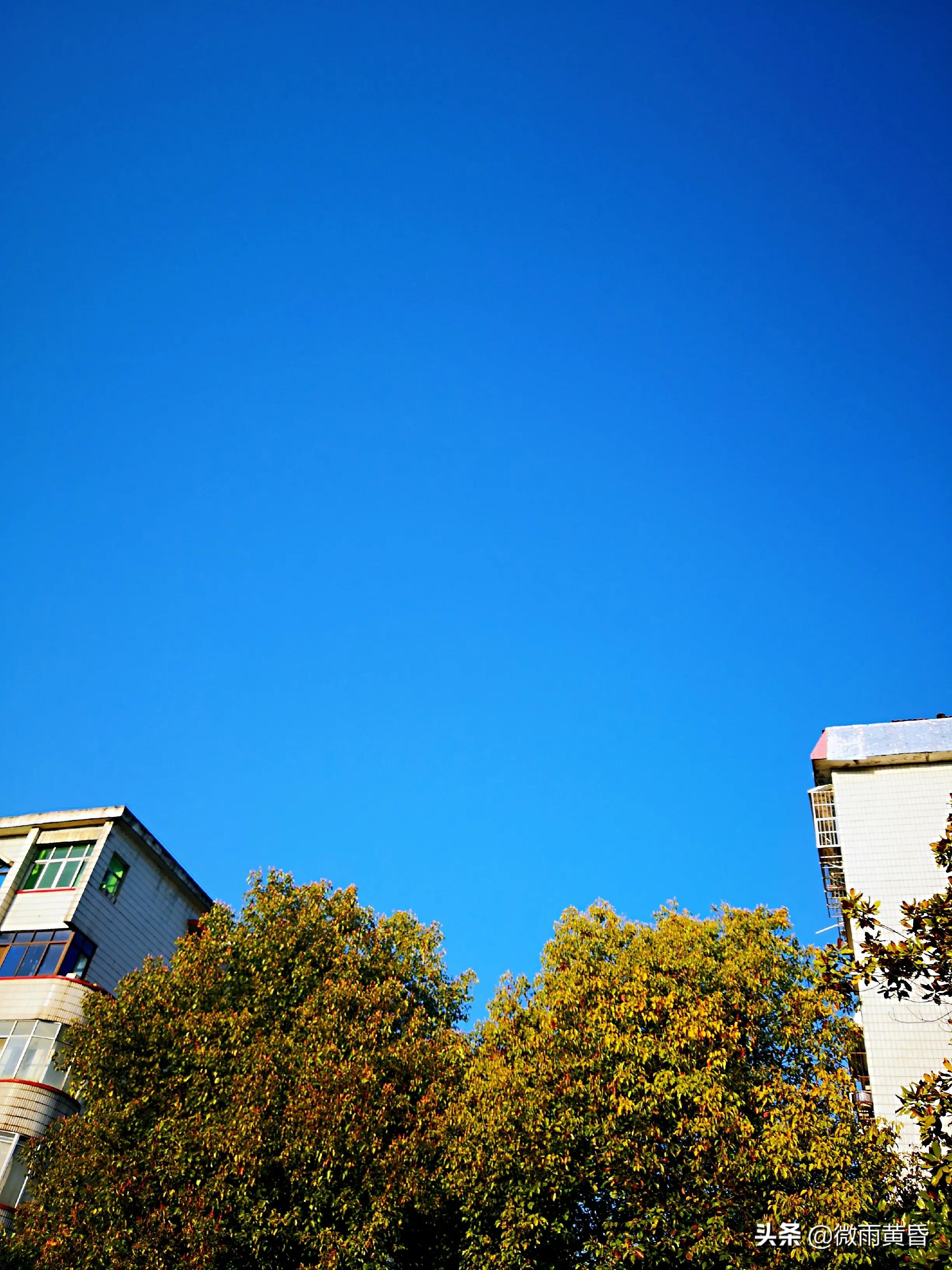 人间有味是清欢：香椿芽