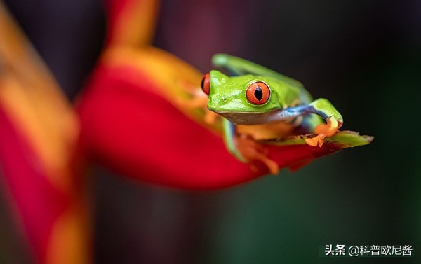 日本近期发布的相机,日本最新镜头报价