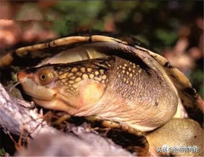 墨顶龟为什么不建议养,十大不建议养的龟
