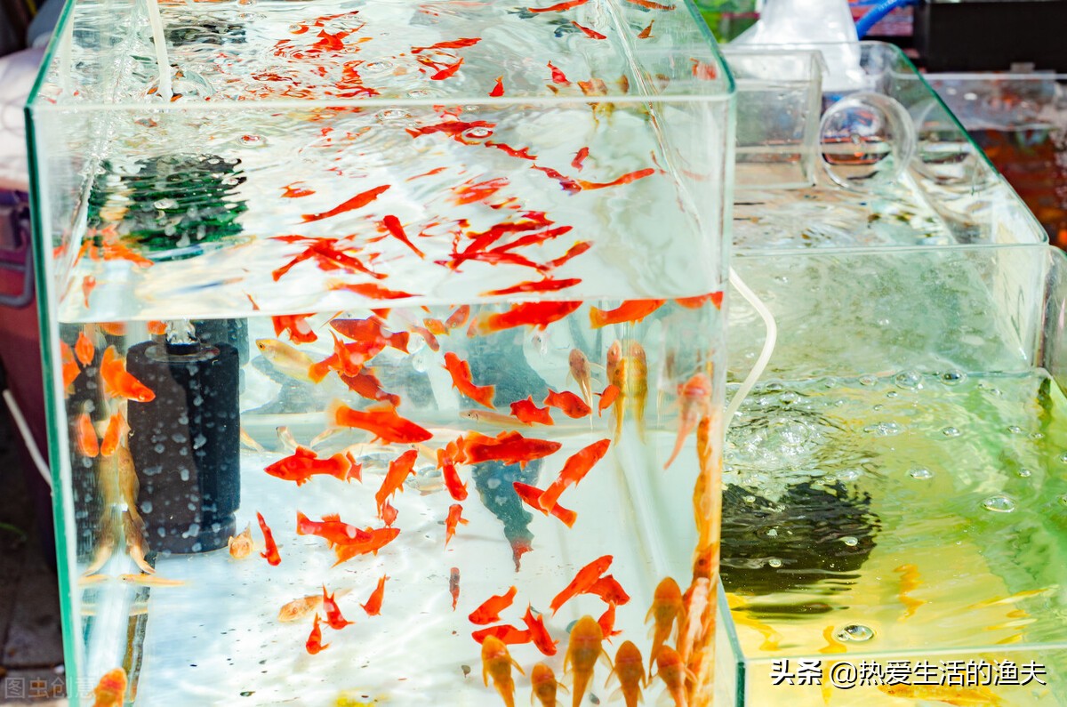 红箭鱼为什么不好养,如何才能养好红箭鱼