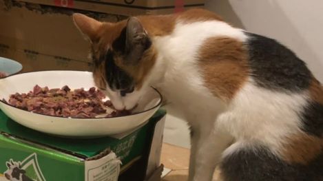 猫鼻支是怎么诊断的，又该怎么办呢？|猫鼻支治疗方法一览