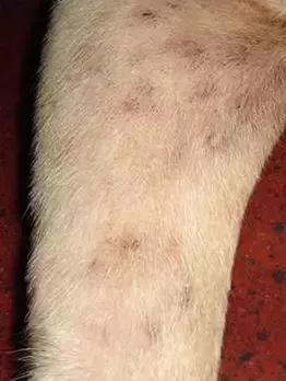 狗狗不同品种颜色分类,狗狗不同的类型有哪些特点