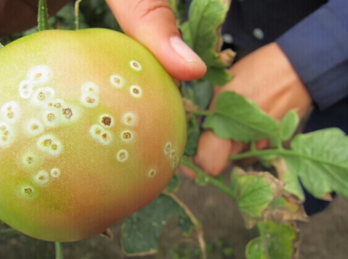 番茄溃疡用什么药效果最好,番茄溃疡治愈图片