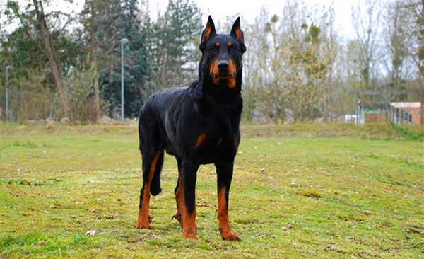 性格温顺的大型犬品种,宠物狗大型犬都有哪些品种