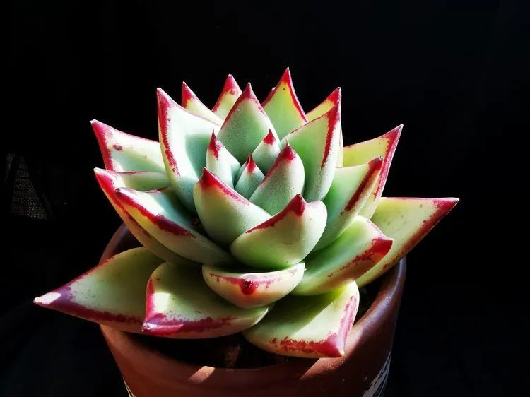 多肉砍头的怎么养,多肉怎么砍头才能爆发