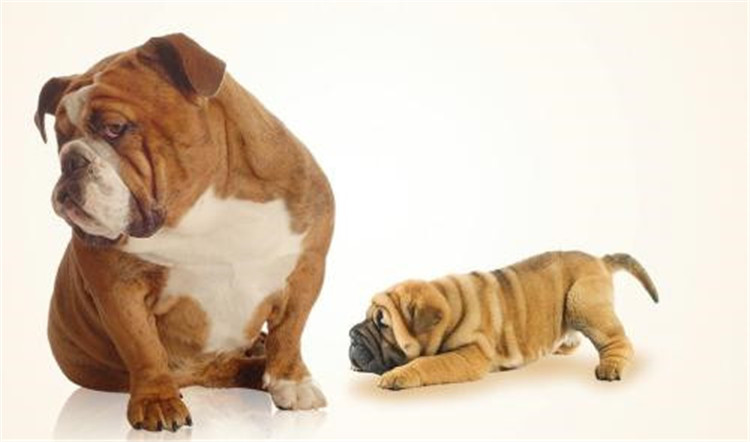 狗妈妈生了喂什么,狗妈妈刚生完孩子可以吃什么