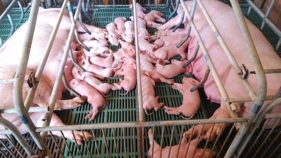 母猪分娩前有什么征兆,母猪分娩前有什么预兆