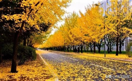沈阳进入银杏最佳观赏期,沈阳银杏叶最佳观赏时间和地点