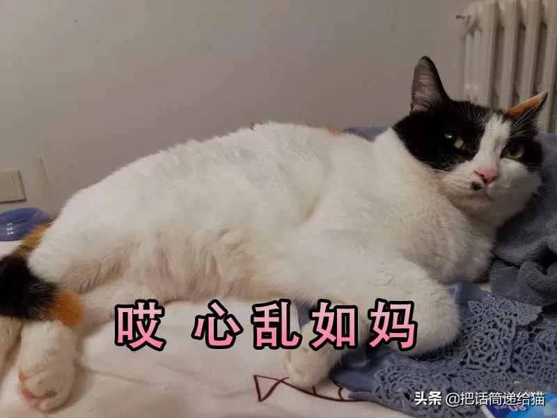 求助！我的猫以为自己是我妈怎么办？