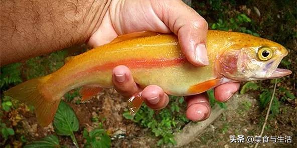 日料三文鱼是虹鳟鱼吗,国内日料店的三文鱼是虹鳟吗