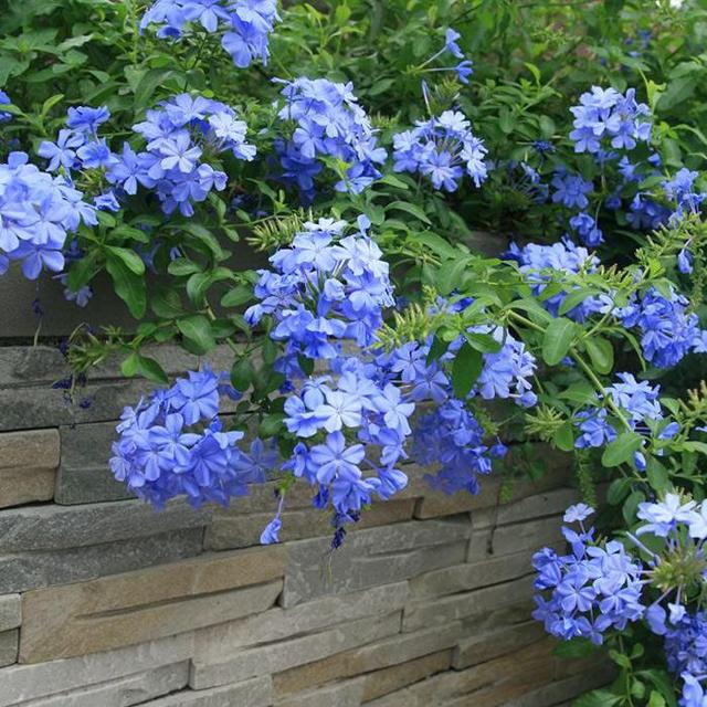 马上就是蓝雪花的花期了，想要它开花多，这几个养护技巧你要知道