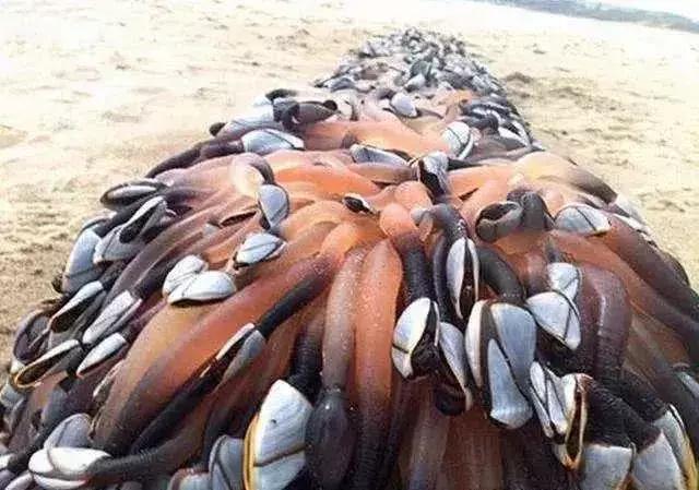 世界上最贵的海鲜十大排名及价格,全球公认的十大最贵海鲜