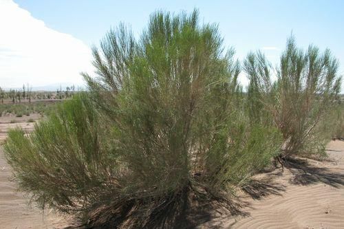 所有太仓人，你的蚂蚁森林里有几颗梭梭树啦？